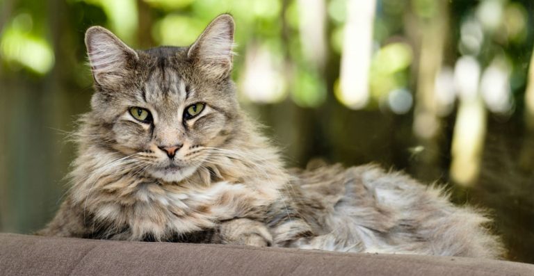 Maine Coon Kittens for Sale Oakland – Adopt a Beautiful Cat Today