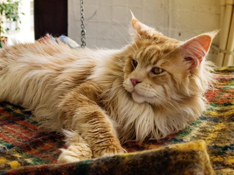 Adopt a Maine Coon Cat in Sacramento – Available Now from Amore Cattery