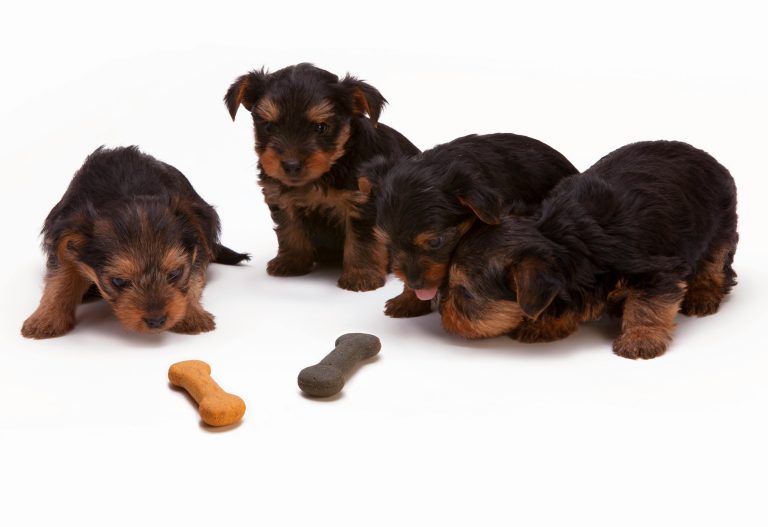 Why Pet Owners Trust Badlands Ranch Dog Food for Quality Nutrition