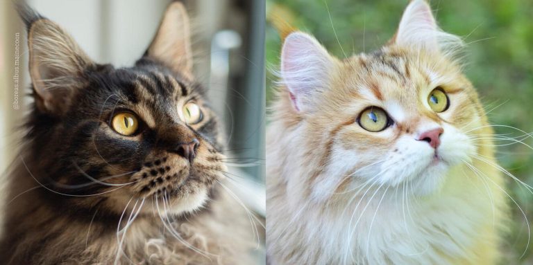Maine Coon Cats for Sale Sacramento – Friendly Family Pets