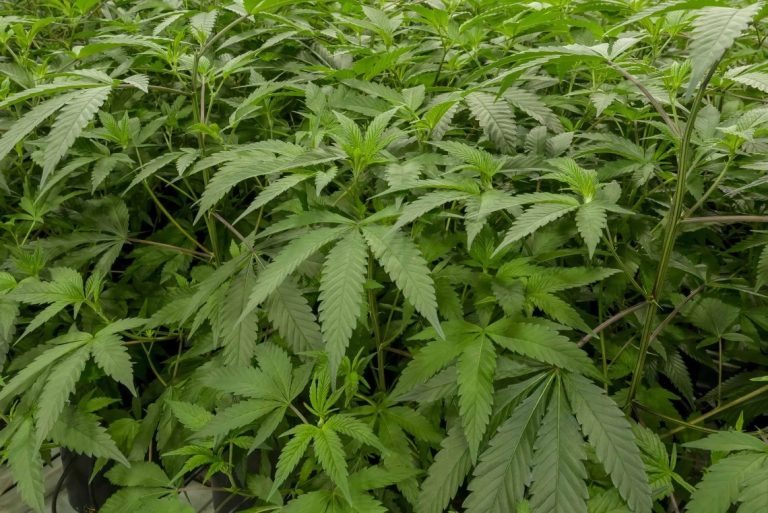 Best Cannabis Clubs Madrid: A Complete Guide for Visitors