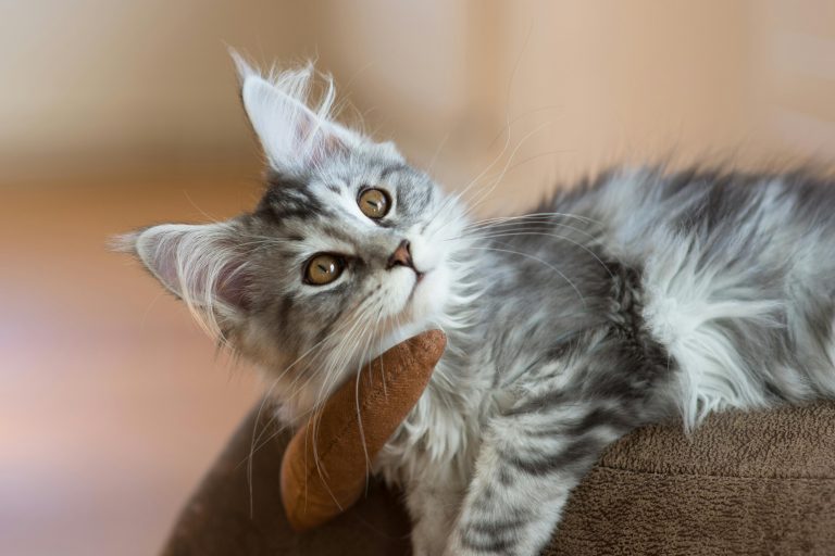 Purebred Maine Coon Cats for Sale Near Me in California